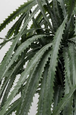 KARE Deko Pflanze Dragon Tree 155cm