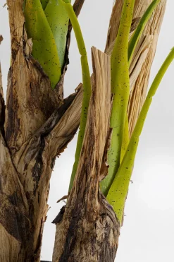 KARE Deko Pflanze Palm Tree 190cm