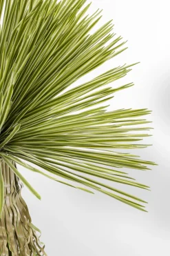 KARE Deko Pflanze Yucca Rostrata 180cm